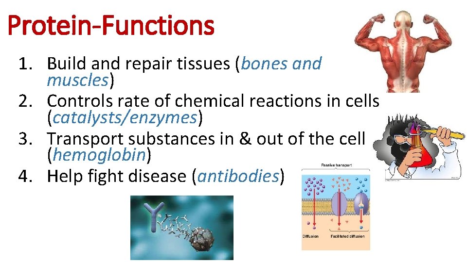 Protein-Functions 1. Build and repair tissues (bones and muscles) 2. Controls rate of chemical