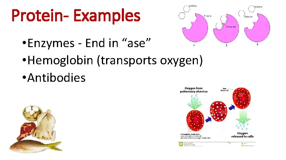 Protein- Examples • Enzymes - End in “ase” • Hemoglobin (transports oxygen) • Antibodies