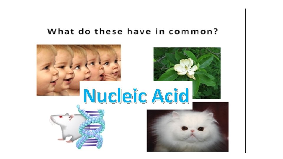 Nucleic Acid 