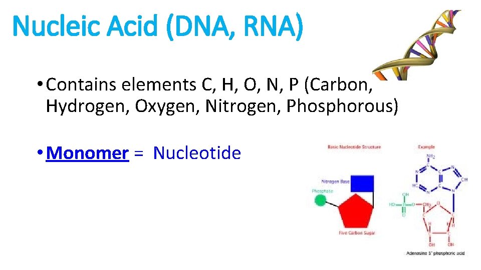 Nucleic Acid (DNA, RNA) • Contains elements C, H, O, N, P (Carbon, Hydrogen,