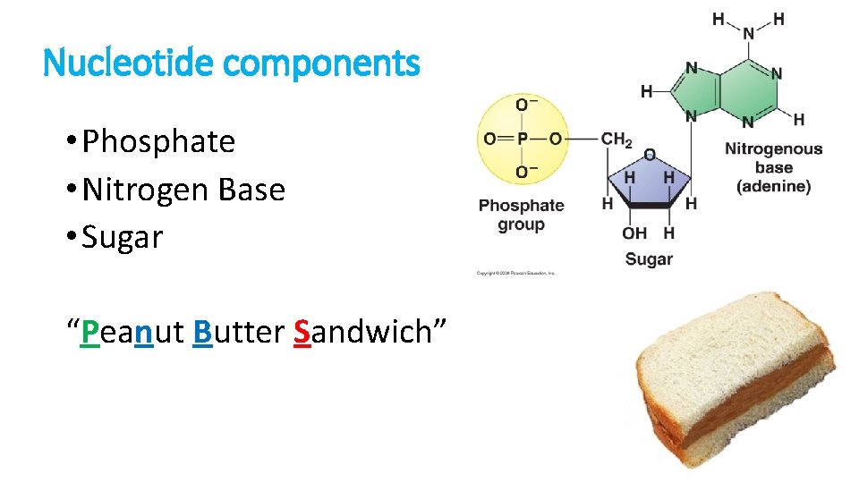 Nucleotide components • Phosphate • Nitrogen Base • Sugar “Peanut Butter Sandwich” 