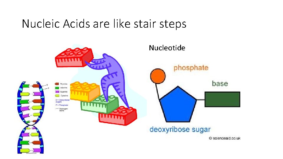 Nucleic Acids are like stair steps Nucleotide 