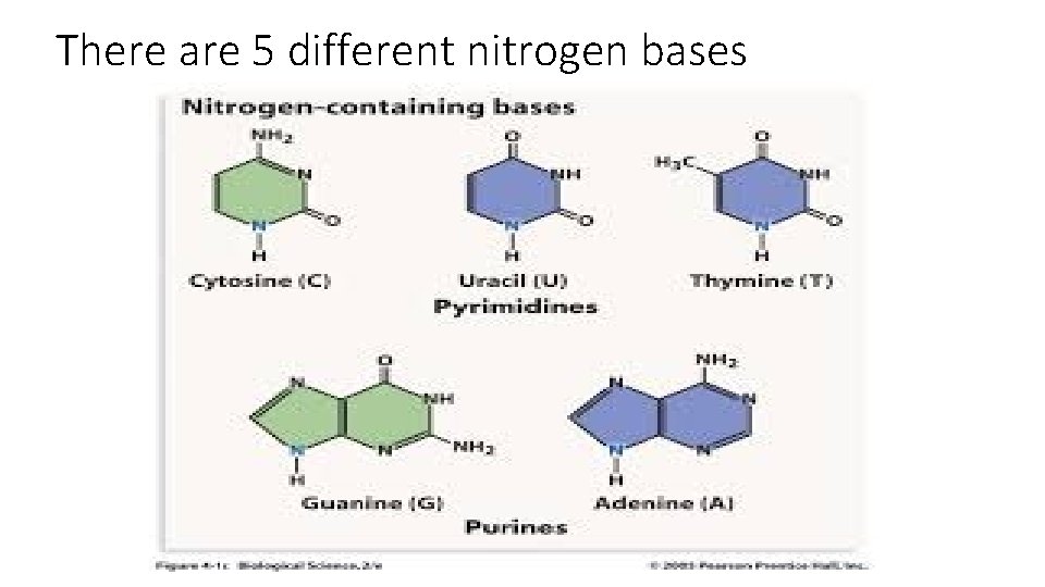 There are 5 different nitrogen bases 