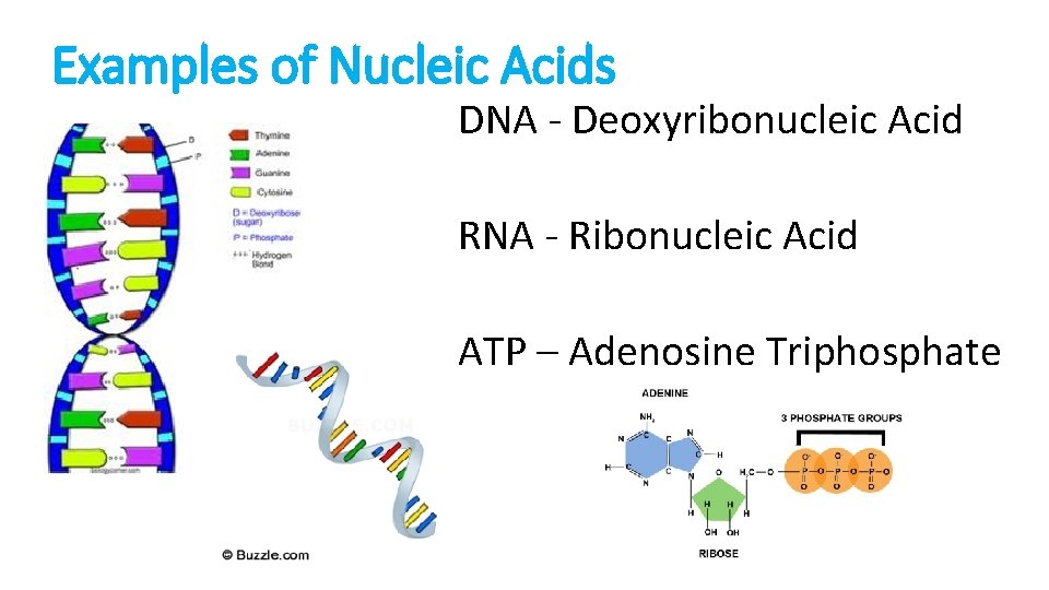 Examples of Nucleic Acids DNA - Deoxyribonucleic Acid RNA - Ribonucleic Acid ATP –