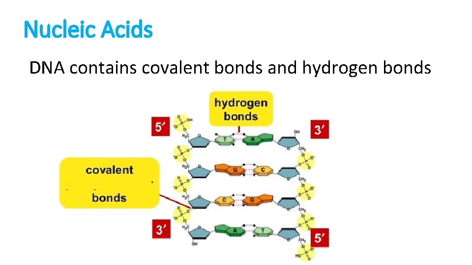 Nucleic Acids DNA contains covalent bonds and hydrogen bonds 