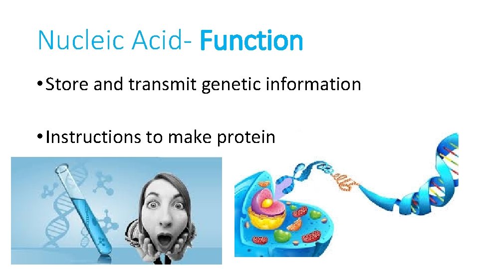 Nucleic Acid- Function • Store and transmit genetic information • Instructions to make protein
