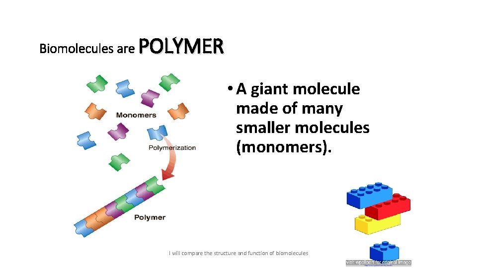 Biomolecules are POLYMER • A giant molecule made of many smaller molecules (monomers). I