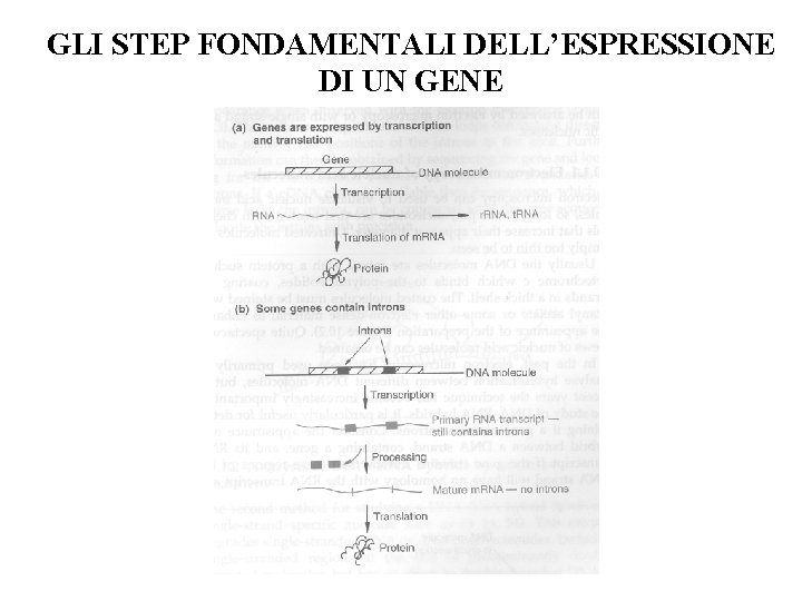 GLI STEP FONDAMENTALI DELL’ESPRESSIONE DI UN GENE 