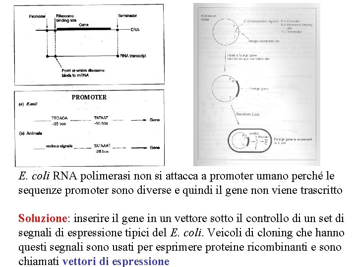 PROMOTER E. coli RNA polimerasi non si attacca a promoter umano perché le sequenze