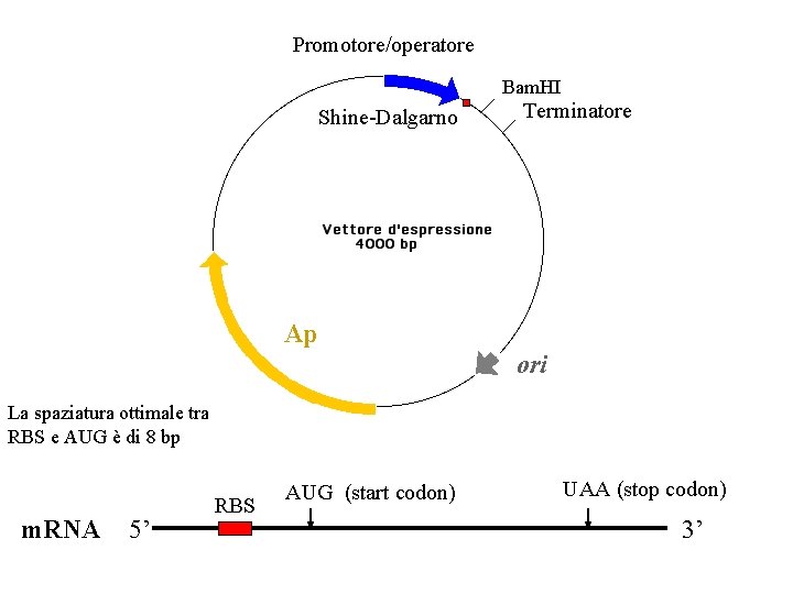 Promotore/operatore Bam. HI Shine-Dalgarno Terminatore Ap ori La spaziatura ottimale tra RBS e AUG