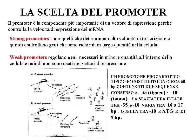 LA SCELTA DEL PROMOTER Il promoter è la componente più importante di un vettore