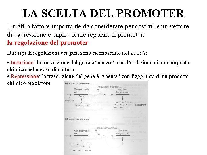 LA SCELTA DEL PROMOTER Un altro fattore importante da considerare per costruire un vettore