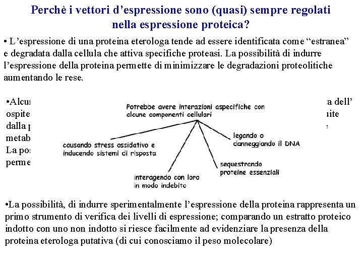 Perchè i vettori d’espressione sono (quasi) sempre regolati nella espressione proteica? • L’espressione di