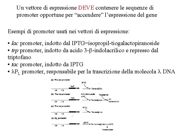 Un vettore di espressione DEVE contenere le sequenze di promoter opportune per “accendere” l’espressione