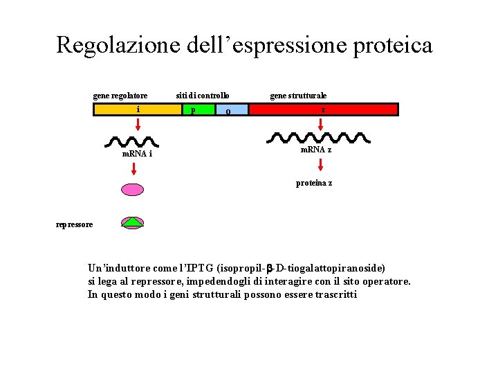 Regolazione dell’espressione proteica gene regolatore i m. RNA i siti di controllo p o