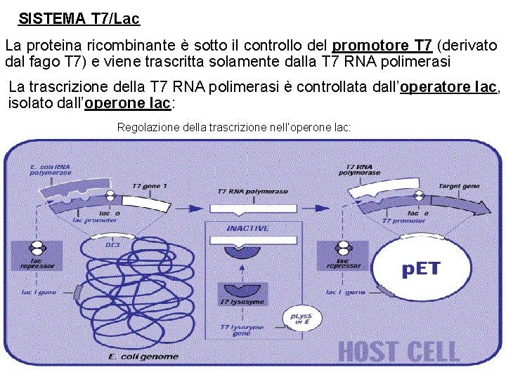 SISTEMA T 7/Lac La proteina ricombinante è sotto il controllo del promotore T 7