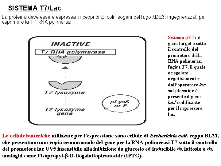 SISTEMA T 7/Lac La proteina deve essere espressa in ceppi di E. coli lisogeni