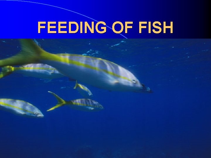 FEEDING OF FISH 