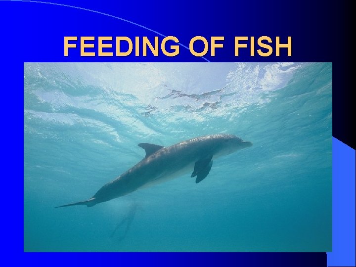 FEEDING OF FISH 