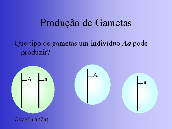 Produção de Gametas Que tipo de gametas um indivíduo Aa pode produzir? A a