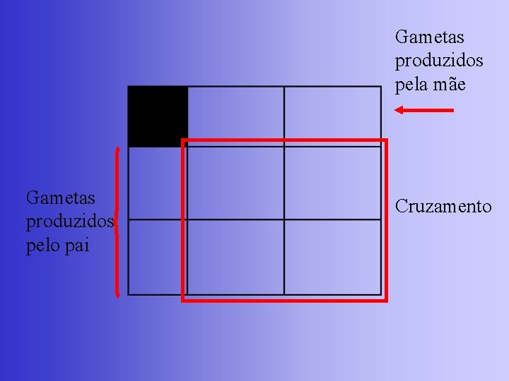 Gametas produzidos pela mãe Gametas produzidos pelo pai Cruzamento 