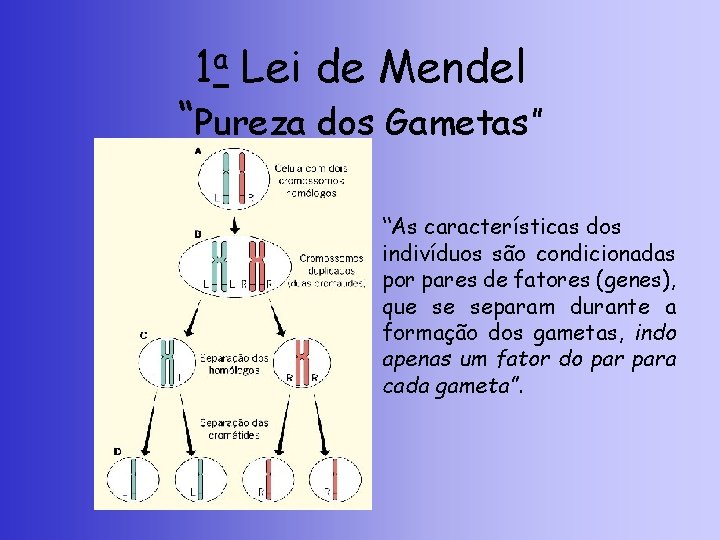 1 a Lei de Mendel “Pureza dos Gametas” “As características dos indivíduos são condicionadas