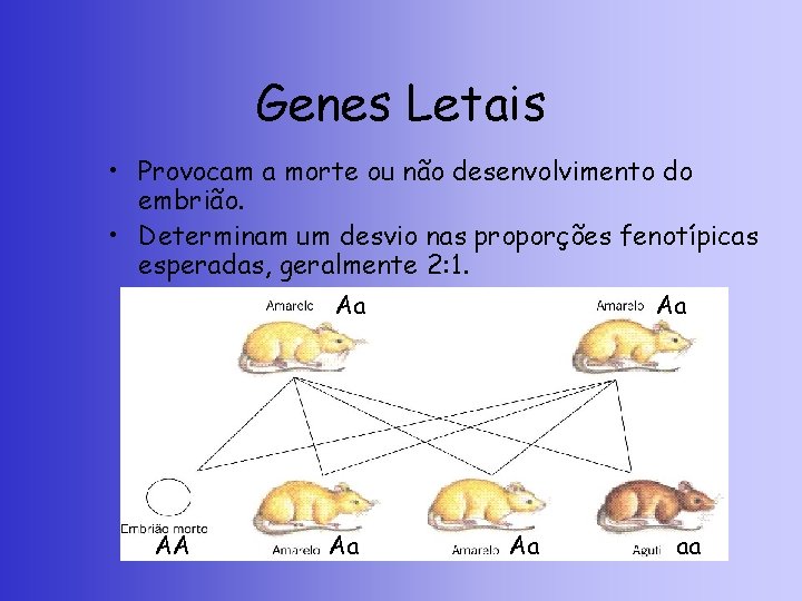 Genes Letais • Provocam a morte ou não desenvolvimento do embrião. • Determinam um