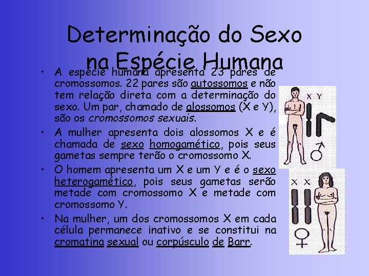  • Determinação do Sexo na Espécie Humana A espécie humana apresenta 23 pares