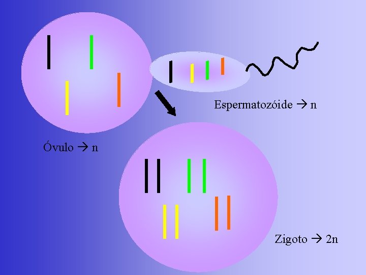 Espermatozóide n Óvulo n Zigoto 2 n 