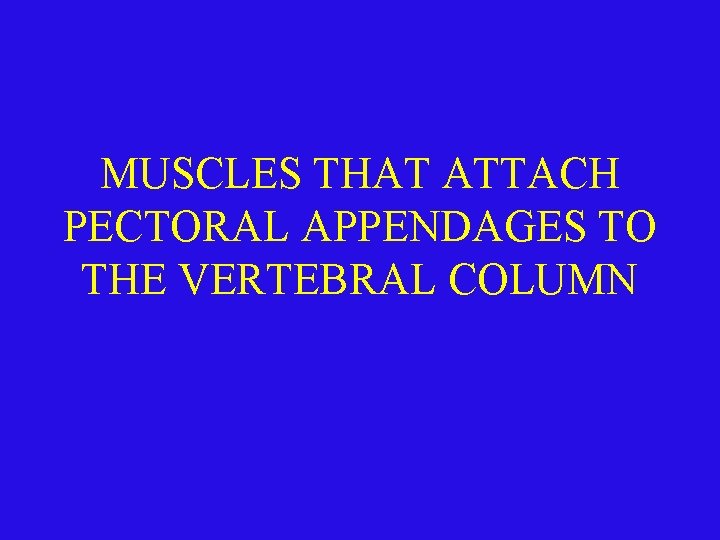 MUSCLES THAT ATTACH PECTORAL APPENDAGES TO THE VERTEBRAL COLUMN 