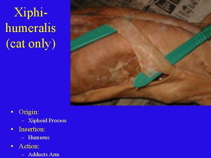 Xiphihumeralis (cat only) • Origin: – Xiphoid Process • Insertion: – Humerus • Action: