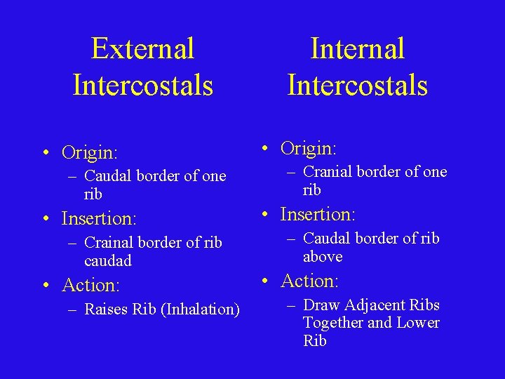 External Intercostals • Origin: – Caudal border of one rib • Insertion: – Crainal
