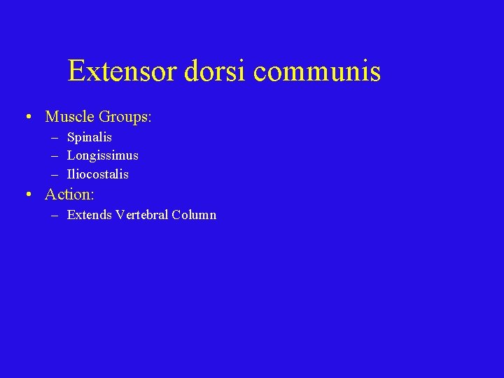 Extensor dorsi communis • Muscle Groups: – Spinalis – Longissimus – Iliocostalis • Action: