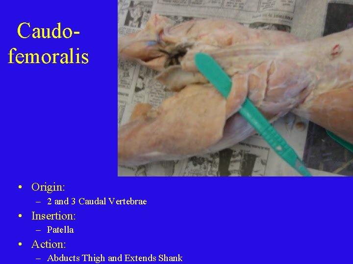 Caudofemoralis • Origin: – 2 and 3 Caudal Vertebrae • Insertion: – Patella •