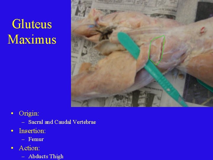 Gluteus Maximus • Origin: – Sacral and Caudal Vertebrae • Insertion: – Femur •
