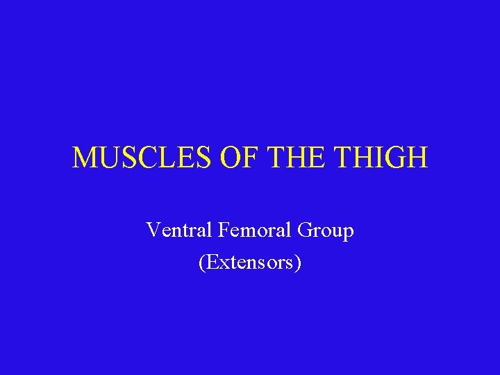 MUSCLES OF THE THIGH Ventral Femoral Group (Extensors) 