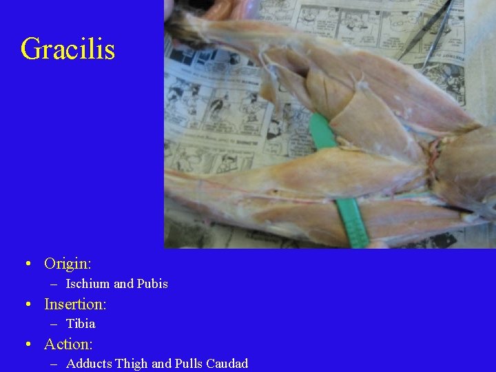 Gracilis • Origin: – Ischium and Pubis • Insertion: – Tibia • Action: –