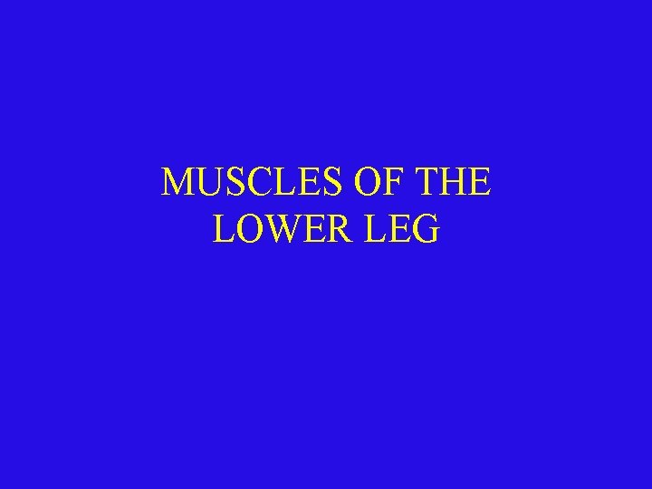 MUSCLES OF THE LOWER LEG 
