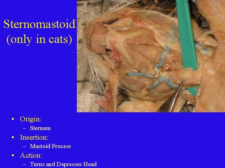 Sternomastoid (only in cats) • Origin: – Sternum • Insertion: – Mastoid Process •