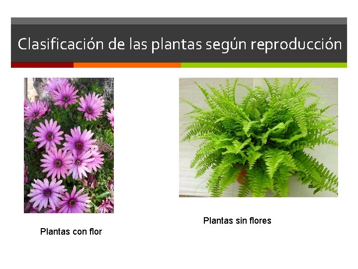 Clasificación de las plantas según reproducción Plantas sin flores Plantas con flor 