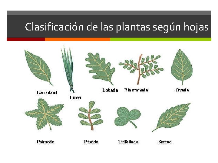 Clasificación de las plantas según hojas 