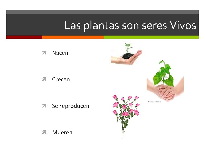 Las plantas son seres Vivos Nacen Crecen Se reproducen Mueren 