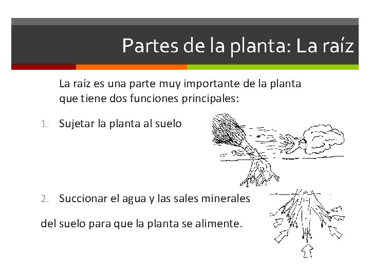 Partes de la planta: La raíz es una parte muy importante de la planta