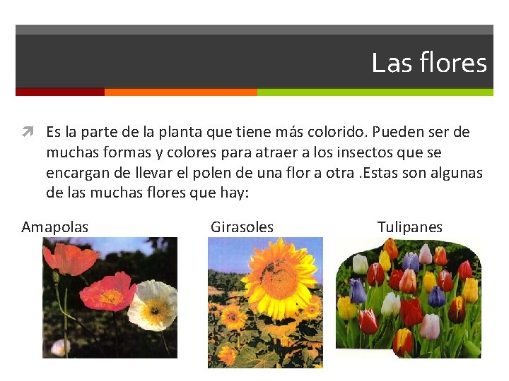 Las flores Es la parte de la planta que tiene más colorido. Pueden ser