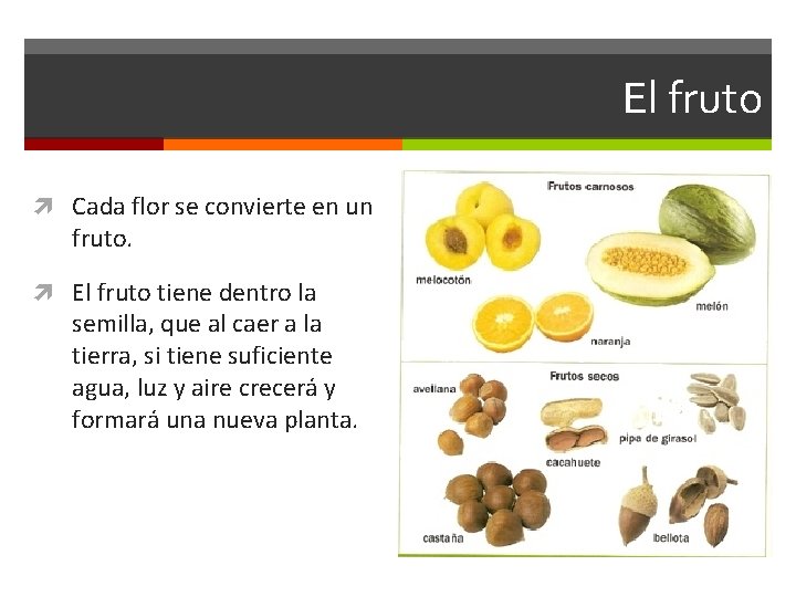 El fruto Cada flor se convierte en un fruto. El fruto tiene dentro la