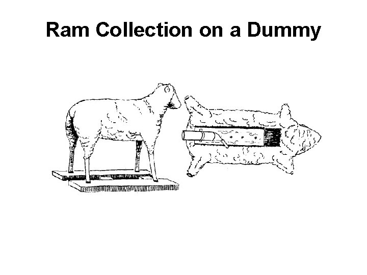 Ram Collection on a Dummy 