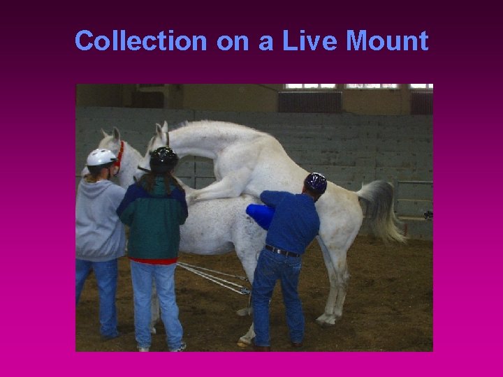 Collection on a Live Mount 