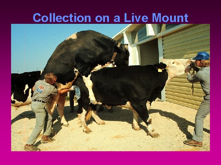 Collection on a Live Mount 