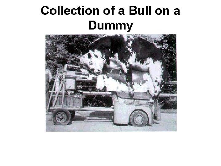 Collection of a Bull on a Dummy 