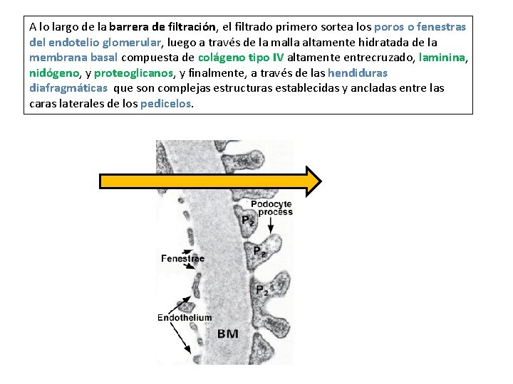 A lo largo de la barrera de filtración, el filtrado primero sortea los poros